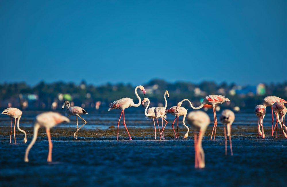 Pulicat